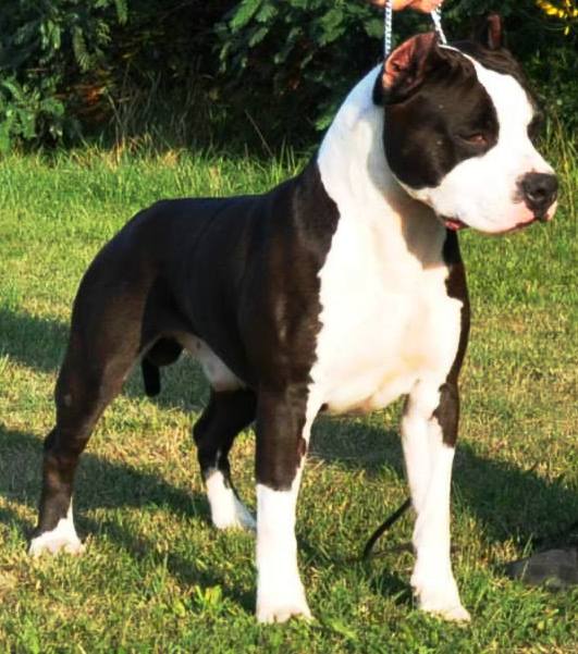 CH. LORD OF STAFFS BEST PLAYMATE